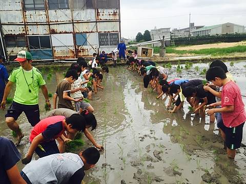 田植え体験