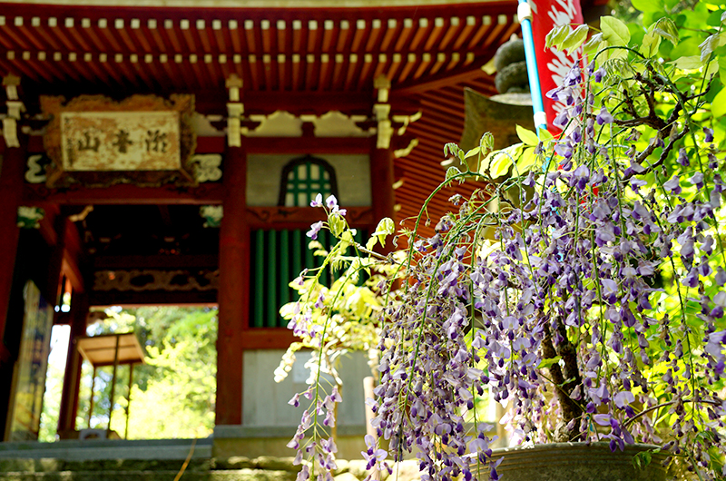 太江寺の藤