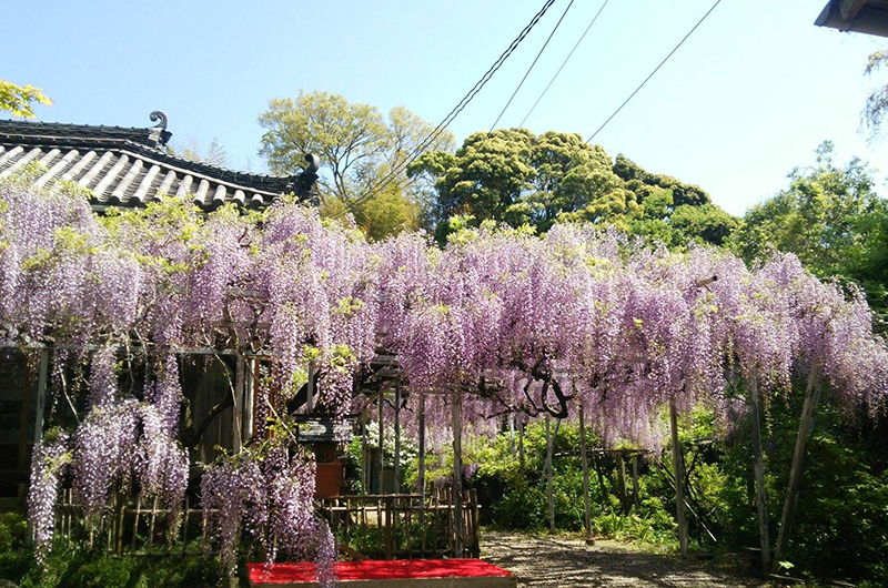 太江寺の藤