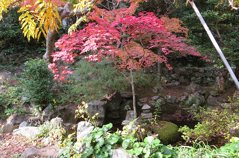 太江寺の紅葉 