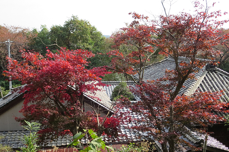 太江寺の紅葉 