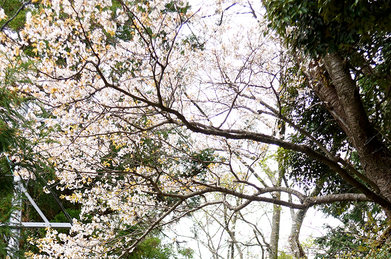 太江寺の桜