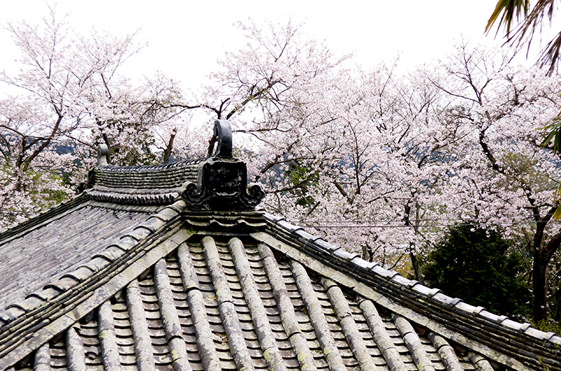 太江寺の桜