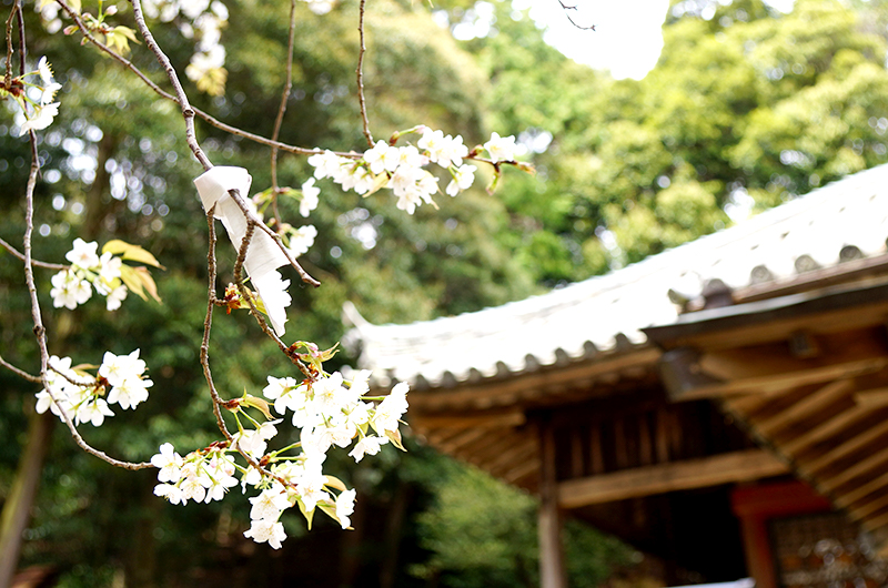 太江寺の桜