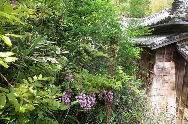 太江寺の樒 