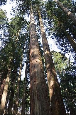 愛知 ウッドミック