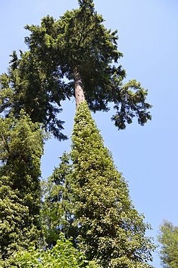 桃山 ウッドミック