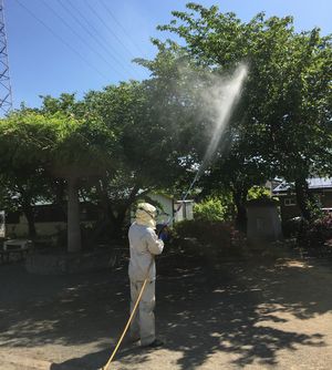 アメシロ駆除消毒