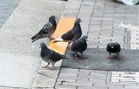 ハト防除
