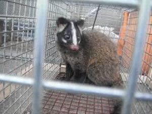 カゴにて捕獲
