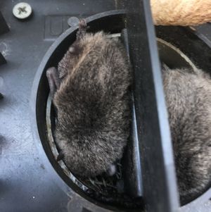 通気口の中に侵入