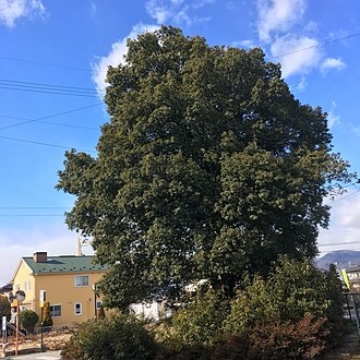 剪定・枝落し完了しました。
風通しも、日当たりもよくなりご近所様より喜ばれました。